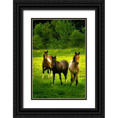 The Horses Three II Black Ornate Wood Framed Art Print with Double Matting by Hausenflock, Alan