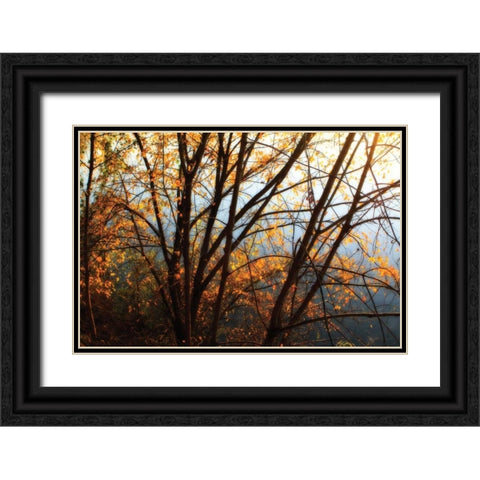 Leaves of Orange III Black Ornate Wood Framed Art Print with Double Matting by Hausenflock, Alan