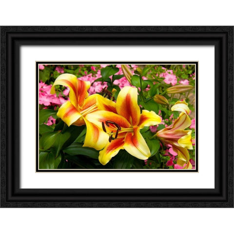 Yellow Lilies Black Ornate Wood Framed Art Print with Double Matting by Johnson, George