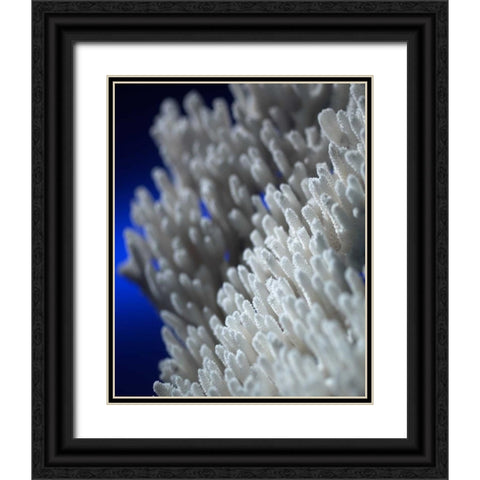 Sea Coral II Black Ornate Wood Framed Art Print with Double Matting by Larson, Scott