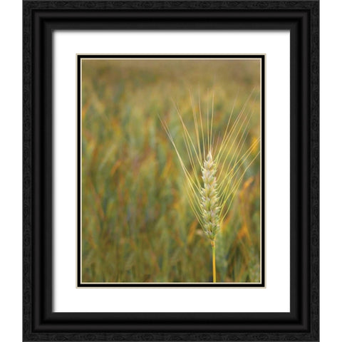Turning Grain II Black Ornate Wood Framed Art Print with Double Matting by Larson, Scott