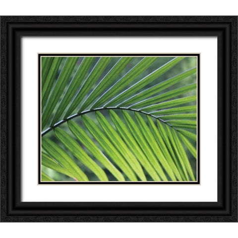 Green Palm I Black Ornate Wood Framed Art Print with Double Matting by Larson, Scott