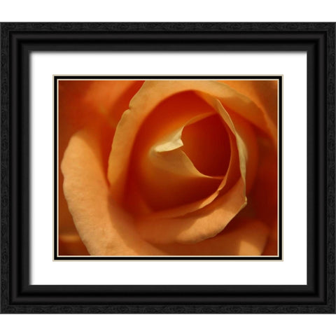 Single Rose I Black Ornate Wood Framed Art Print with Double Matting by Larson, Scott