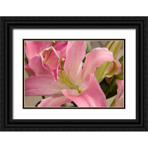 Soft Pink Lily I Black Ornate Wood Framed Art Print with Double Matting by Love, Maureen