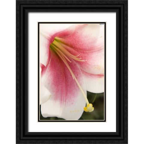 Soft Pink Lily II Black Ornate Wood Framed Art Print with Double Matting by Love, Maureen