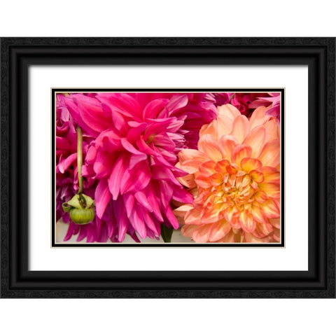 Fuschia Dalhia III Black Ornate Wood Framed Art Print with Double Matting by Love, Maureen