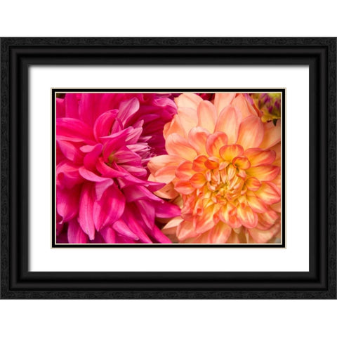 Fuschia Dalhia IV Black Ornate Wood Framed Art Print with Double Matting by Love, Maureen