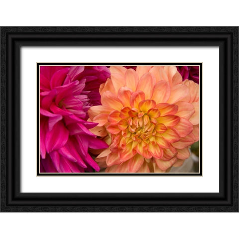 Fuschia Dalhia V Black Ornate Wood Framed Art Print with Double Matting by Love, Maureen