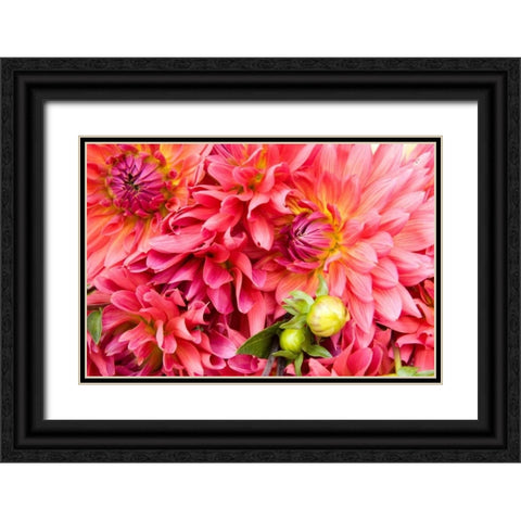 Pink Dalhia III Black Ornate Wood Framed Art Print with Double Matting by Love, Maureen