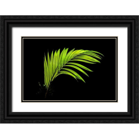 Fern on Black Black Ornate Wood Framed Art Print with Double Matting by Malvin, Larry