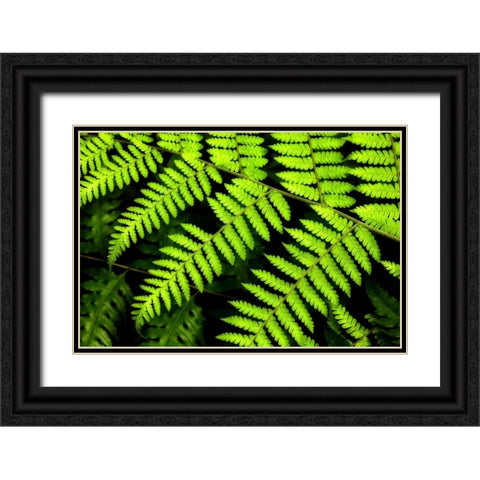 Fern Patterns Black Ornate Wood Framed Art Print with Double Matting by Malvin, Larry
