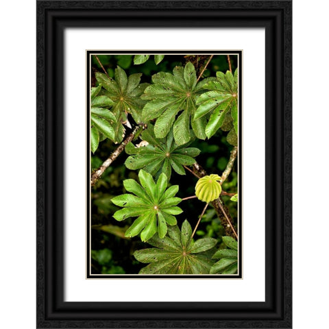 Cloud Forest Foliage I Black Ornate Wood Framed Art Print with Double Matting by Malvin, Larry