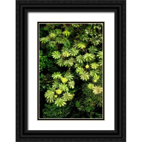 Cloud Forest Foliage II Black Ornate Wood Framed Art Print with Double Matting by Malvin, Larry