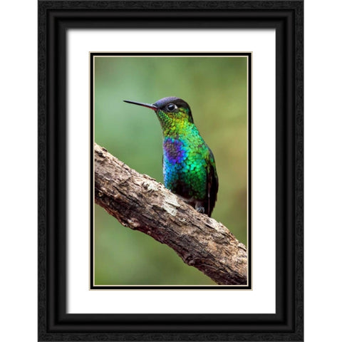 Hummingbird I Black Ornate Wood Framed Art Print with Double Matting by Malvin, Larry