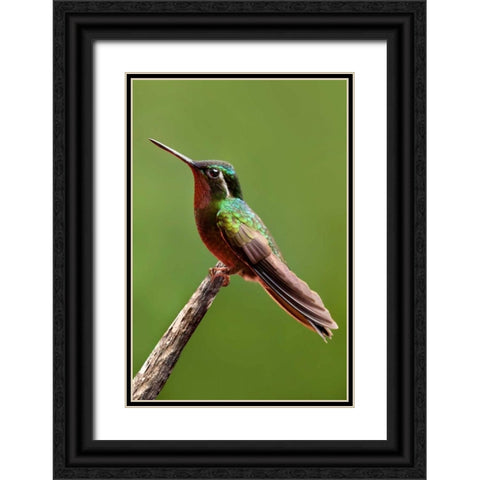 Hummingbird II Black Ornate Wood Framed Art Print with Double Matting by Malvin, Larry