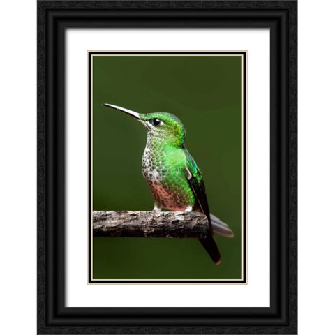 Hummingbird III Black Ornate Wood Framed Art Print with Double Matting by Malvin, Larry