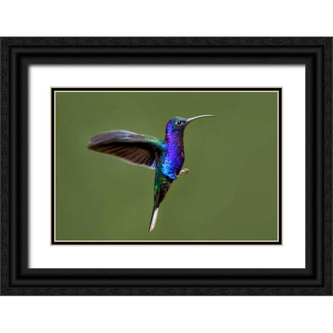Hummingbird VII Black Ornate Wood Framed Art Print with Double Matting by Malvin, Larry