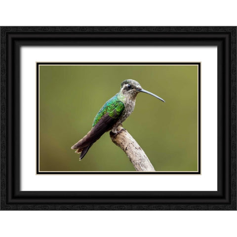 Hummingbird VIII Black Ornate Wood Framed Art Print with Double Matting by Malvin, Larry
