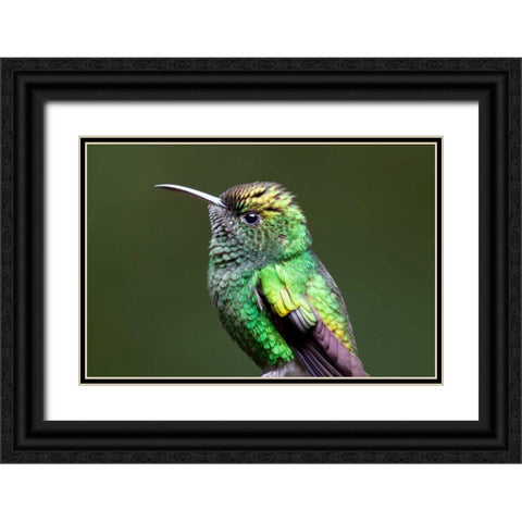 Copper Headed Black Ornate Wood Framed Art Print with Double Matting by Malvin, Larry