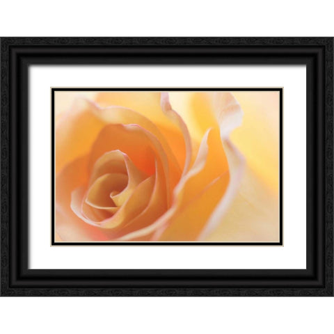 Yellow Roses II Black Ornate Wood Framed Art Print with Double Matting by Mahan, Kathy