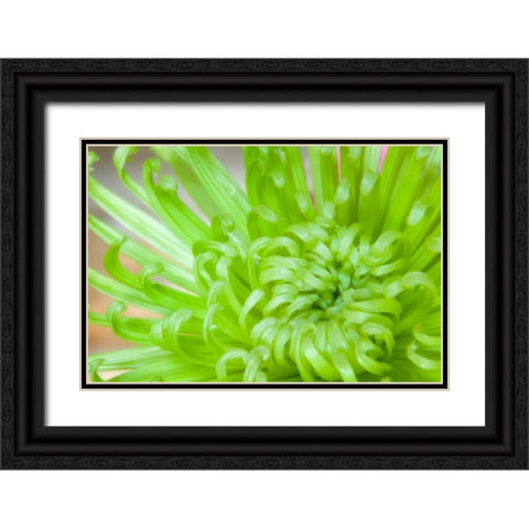 Green Chrysanthemum Black Ornate Wood Framed Art Print with Double Matting by Mahan, Kathy