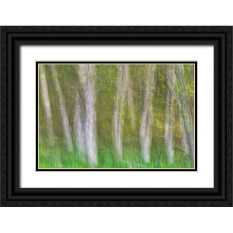 Alder Forest I Black Ornate Wood Framed Art Print with Double Matting by Mahan, Kathy