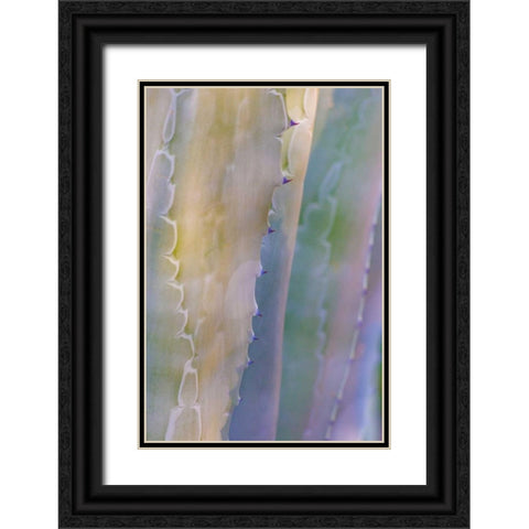 Agave I Black Ornate Wood Framed Art Print with Double Matting by Mahan, Kathy