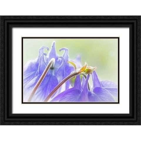 Columbine Flowers II Black Ornate Wood Framed Art Print with Double Matting by Mahan, Kathy