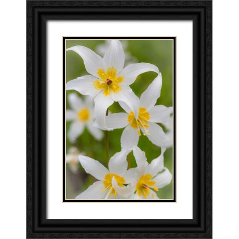 Avalanche Lily IV Black Ornate Wood Framed Art Print with Double Matting by Mahan, Kathy