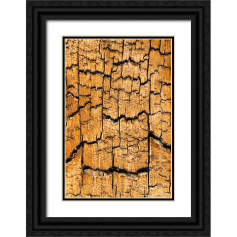 Pine Patterns I Black Ornate Wood Framed Art Print with Double Matting by Mahan, Kathy