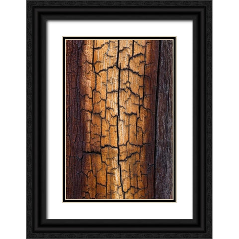 Pine Patterns II Black Ornate Wood Framed Art Print with Double Matting by Mahan, Kathy