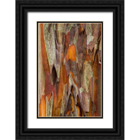 Crape Myrtle Bark I Black Ornate Wood Framed Art Print with Double Matting by Mahan, Kathy