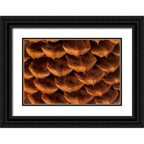 Pine Cone I Black Ornate Wood Framed Art Print with Double Matting by Mahan, Kathy