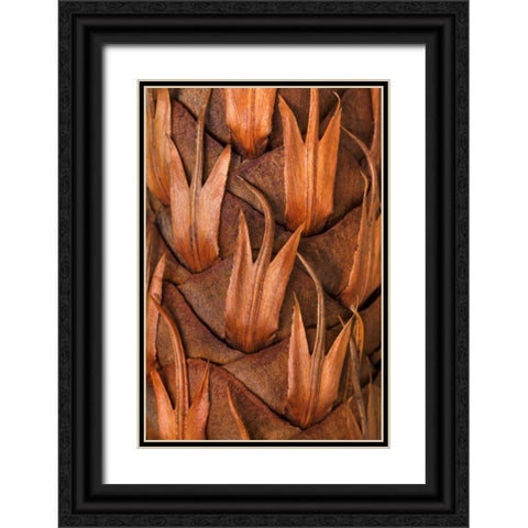Pine Cone IV Black Ornate Wood Framed Art Print with Double Matting by Mahan, Kathy