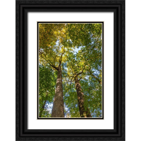 Tulip-Poplar Tree II Black Ornate Wood Framed Art Print with Double Matting by Mahan, Kathy