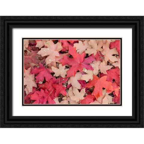 Fallen Leaves I Black Ornate Wood Framed Art Print with Double Matting by Mahan, Kathy
