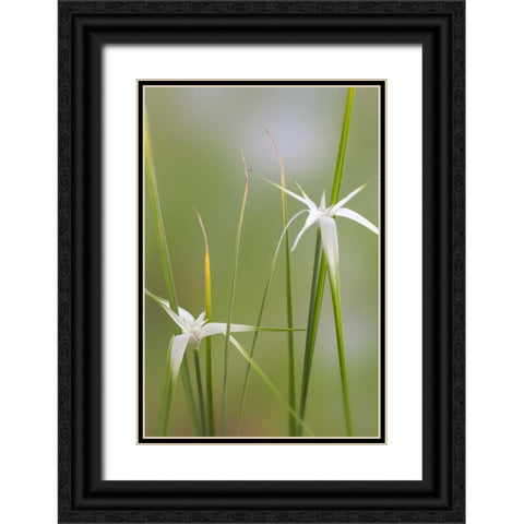 Star Grass I Black Ornate Wood Framed Art Print with Double Matting by Mahan, Kathy