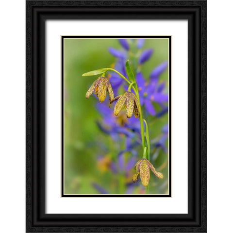 Chocolate Lily I Black Ornate Wood Framed Art Print with Double Matting by Mahan, Kathy