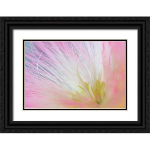 Mimosa Tree Blossom I Black Ornate Wood Framed Art Print with Double Matting by Mahan, Kathy