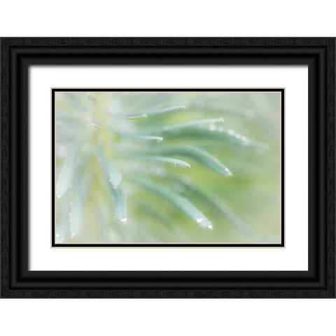 Euphorbia I Black Ornate Wood Framed Art Print with Double Matting by Mahan, Kathy