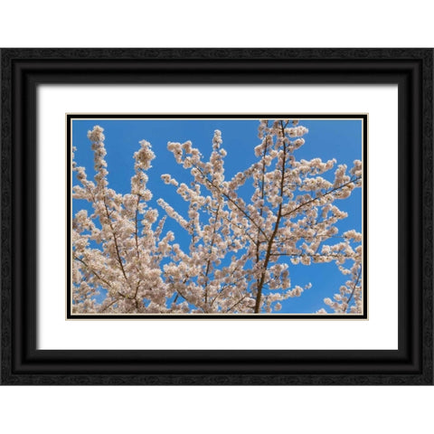 Cherries in Bloom II Black Ornate Wood Framed Art Print with Double Matting by Mahan, Kathy