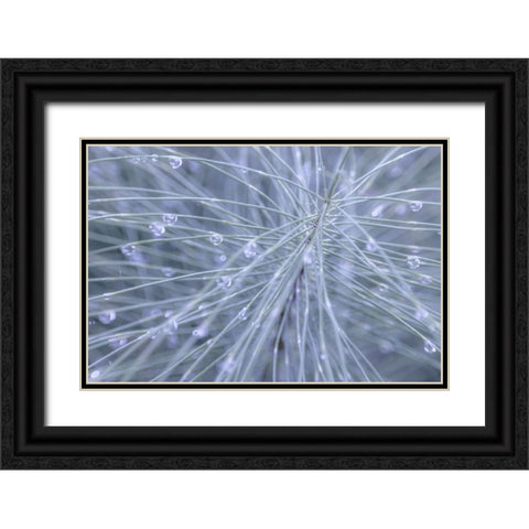 Horsetail II Black Ornate Wood Framed Art Print with Double Matting by Mahan, Kathy
