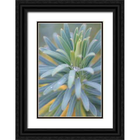 Euphorbia And Rain Drops II Black Ornate Wood Framed Art Print with Double Matting by Mahan, Kathy