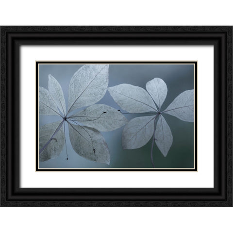 Western Starflower I Black Ornate Wood Framed Art Print with Double Matting by Mahan, Kathy