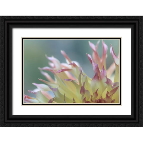 Dahlia Petals II Black Ornate Wood Framed Art Print with Double Matting by Mahan, Kathy