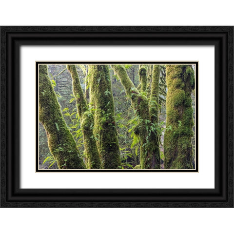Licorice Ferns I Black Ornate Wood Framed Art Print with Double Matting by Mahan, Kathy