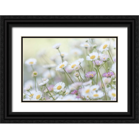 Santa Barbara Daisies II Black Ornate Wood Framed Art Print with Double Matting by Mahan, Kathy