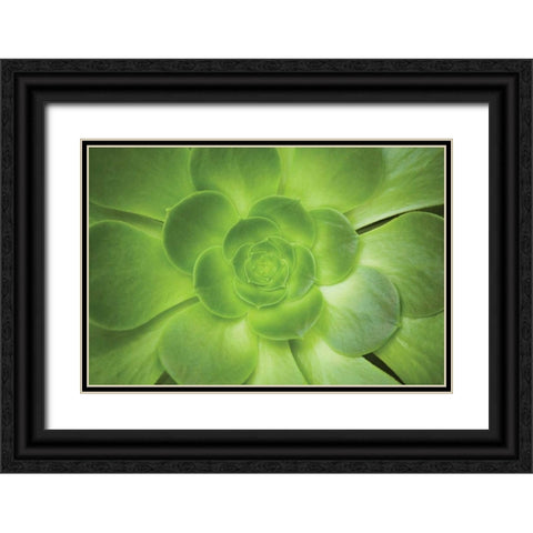 Succulent I Black Ornate Wood Framed Art Print with Double Matting by Millet, Karyn