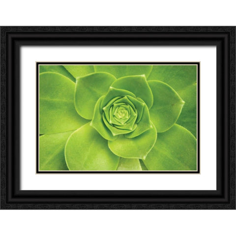 Succulent II Black Ornate Wood Framed Art Print with Double Matting by Millet, Karyn