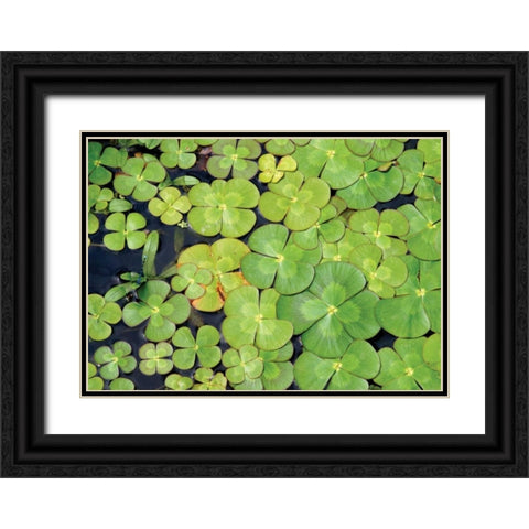 Lily Pads Black Ornate Wood Framed Art Print with Double Matting by Millet, Karyn